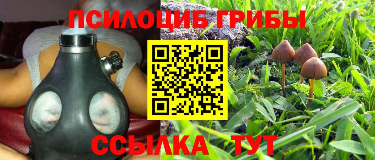 Галлюциногенные грибы Psilocybe Городец